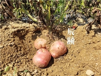 高原红皮土豆
